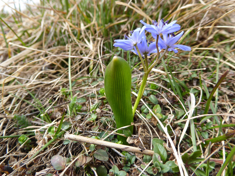 Scilla bifolia - Aspargaceae